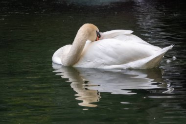 Koyu yeşil suyla gölde yüzen zarif beyaz bir kuğu. Beyaz kuğu suya yansıtılır. Dilsiz kuğu, Cygnus rengi.