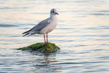 Martı deniz kıyısındaki kayalıklarda oturur. Avrupa ringa martısı, Larus Argentatus