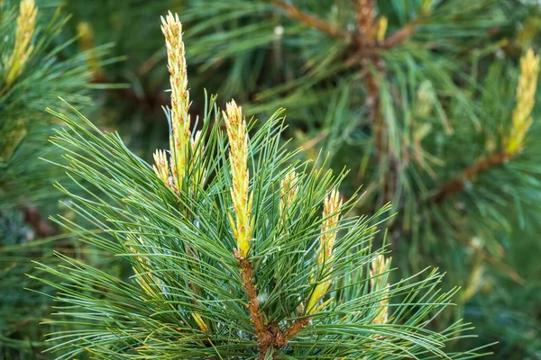 Cedar Branches Long Fluffy Needles Beautiful Blurry Background Pinus Sibirica — Stock Photo, Image