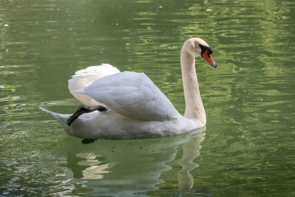 Koyu yeşil suyla gölde yüzen zarif beyaz bir kuğu. Beyaz kuğu suya yansıtılır. Dilsiz kuğu, Cygnus rengi.