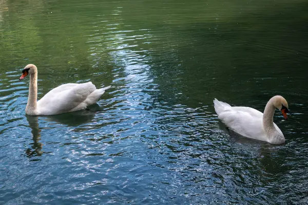 İki zarif beyaz kuğu karanlık suda yüzüyor. Dilsiz kuğu, Cygnus rengi.
