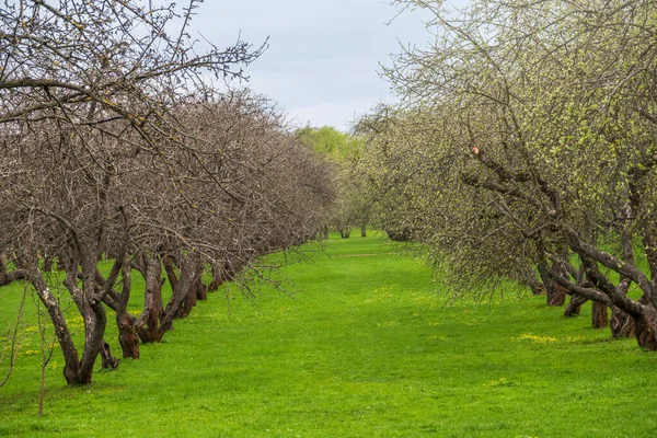 Vroege Lente Een Tuin Met Rijen Appelbomen Rij Appelbomen Met — Stockfoto