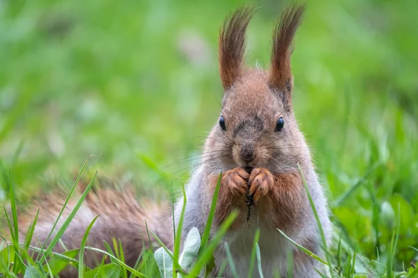 Close Portrait Squirrel Squirrel Eats Nut While Sitting Green Grass — Stock Photo, Image
