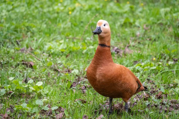 Die Rostige Ente Läuft Über Den Grünen Rasen Rote Schelducke — Stockfoto