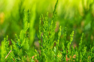 Yeşil dallar ve bir thuja ağacının taze yaprakları. Arkaplan resmi.