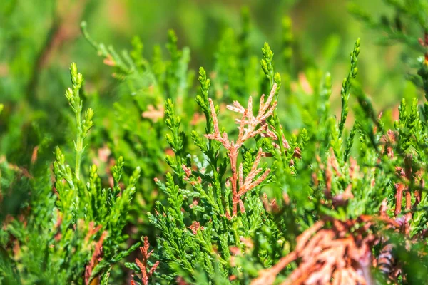 Des Branches Vertes Jeunes Feuilles Thuja Image Fond — Photo