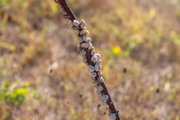 Many Snails Sitting Bush — Stock Photo, Image