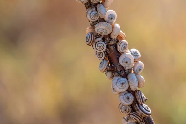 Many Snails Sitting Bush — Stock Photo, Image