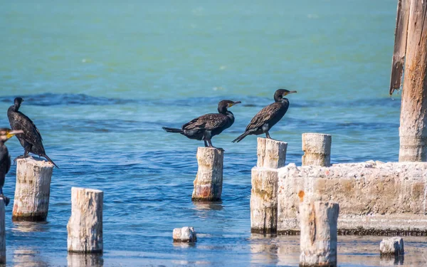 Una Bandada Cormoranes Sienta Viejo Muelle Marino Gran Cormorán Phalacrocorax — Foto de Stock