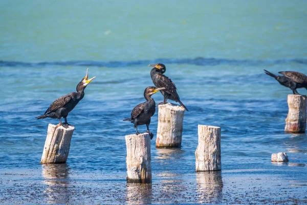 Flock Cormorants Sits Old Sea Pier Great Cormorant Phalacrocorax Carbo — Stock Photo, Image