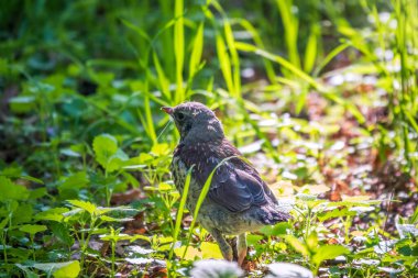 Turdus Pilaris adında bir tarla civcivi yuvayı terk etti ve baharda çimlere oturdu. Sahada yaşayan bir civciv yerde oturur ve ebeveynlerinden yiyecek bekler. Bahar Ormanından vahşi yaşam sahnesi.