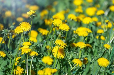 Sarı karahindiba tarlası. Yaz karahindiba tarlası. Taraxacum officinale, sıradan karahindiba.
