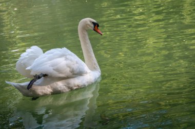 Koyu yeşil suyla gölde yüzen zarif beyaz bir kuğu. Beyaz kuğu suya yansıtılır. Dilsiz kuğu, Cygnus rengi.