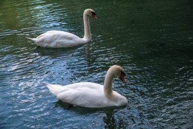 İki zarif beyaz kuğu karanlık suda yüzüyor. Dilsiz kuğu, Cygnus rengi.
