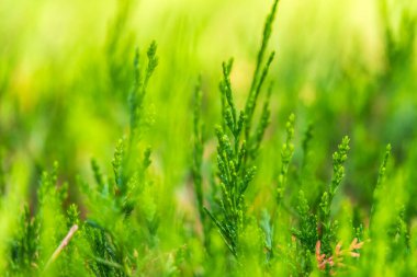 Yeşil dallar ve bir thuja ağacının taze yaprakları. Arkaplan resmi.