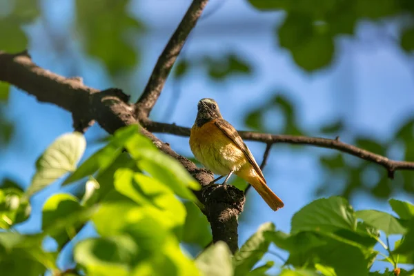 Common Redstart Sits Branch Bright Blurred Background Morning Sun Common — Stock Photo, Image