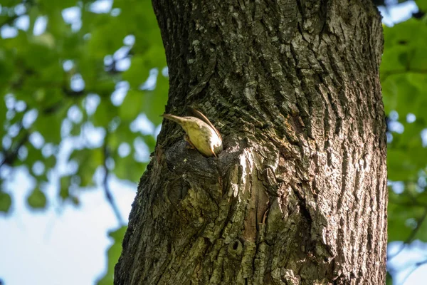 Vrabec Sedí Kmeni Stromu Poblíž Prohlubně Ostražitý — Stock fotografie