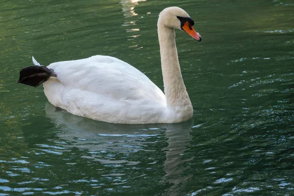 Elegante Cisne Blanco Nadando Lago Con Agua Verde Oscura Cisne — Foto de Stock