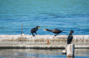 İki karabatak bir çubuk çekiyor. Rıhtımda iki karabatak oynuyor. Büyük karabatak, Phalacrocorax karbonhidrat, büyük siyah karabatak, ya da siyah sevişme olarak bilinir..