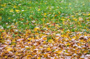 Yere düşen sarı ve turuncu sonbahar yaprakları. Güneşin altında kurumuş yapraklarla sonbahar yatay arkaplanı.