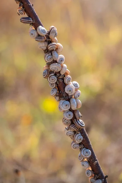 Tantos Caracóis Sentados Arbusto — Fotografia de Stock