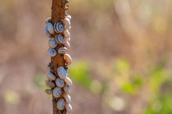 Tantos Caracóis Sentados Arbusto — Fotografia de Stock