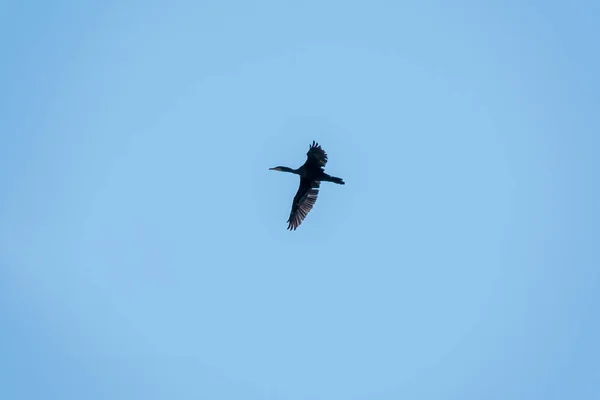 Zwarte Aalscholver Vliegt Blauwe Lucht Grote Aalscholver Phalacrocorax Carbo Bekend — Stockfoto