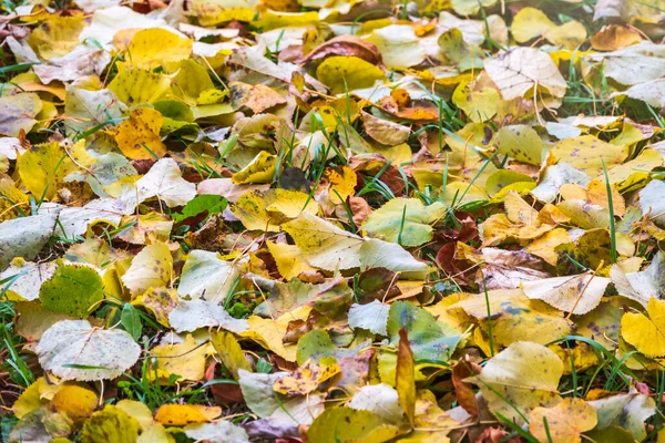 Gevallen Gele Oranje Herfstbladeren Groen Gras Grond Herfst Horizontale Achtergrond — Stockfoto