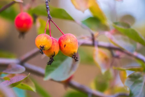 Jesienią Gałęzie Jabłoni Czerwonymi Jabłkami Żółtymi Liśćmi Jasnożółte Pomarańczowe Jesienne — Zdjęcie stockowe
