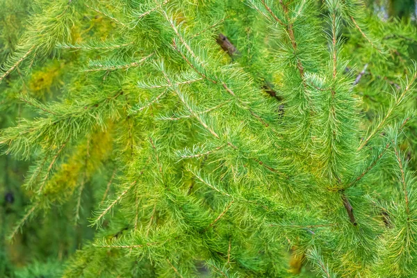 Larch Κλαδιά Φθινόπωρο Πράσινο Και Κίτρινο Φόντο Φύλλα Φθινόπωρο Φυσικό — Φωτογραφία Αρχείου