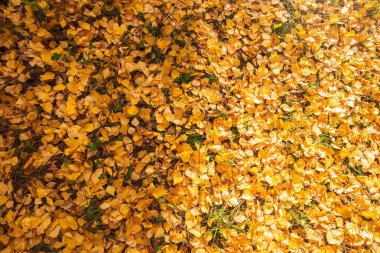 Yere düşen sarı ve turuncu sonbahar yaprakları. Güneşin altında kurumuş yapraklarla sonbahar yatay arkaplanı.