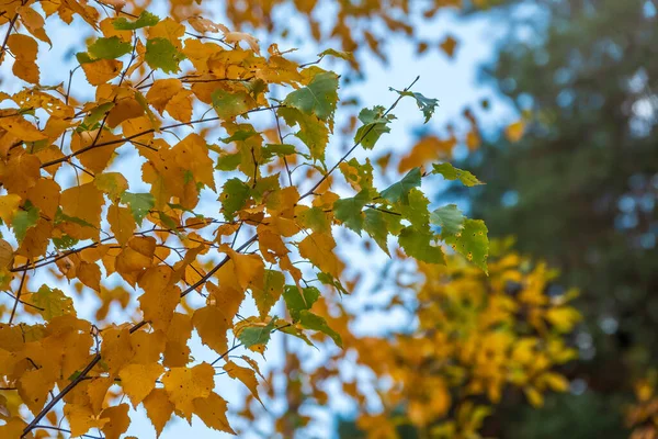 Березовые Ветви Желтыми Листьями Осенью Свете Заката Сухие Осенние Листья — стоковое фото
