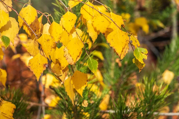 日没の光の中で黄色の葉を持つ白樺の枝 乾燥した秋の葉の背景 黄金の白樺の木の葉 明るい黄色の日差し 秋の公園 季節の変化 秋の自然 — ストック写真