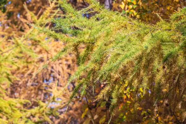 가지들은 가을에 초록색 노란색이 어우러진 잎으로 자라게 자연적 — 스톡 사진