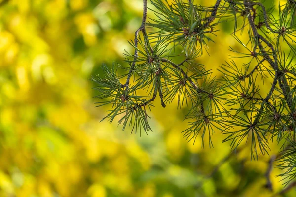 Zöld Lucfenyő Ágak Sárga Levelek Háttér Őszi Erdőben Őszi Háttér — Stock Fotó