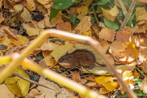 Ratón Campo Rayado Apodemus Agrarius Encuentra Entre Las Hojas Amarillas —  Fotos de Stock