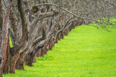 Elma ağaçlarıyla dolu bir bahçede ilkbaharın başlarında. Yeşil çimenli bir sıra elma ağacı. İlkbahar Doğal arka plan