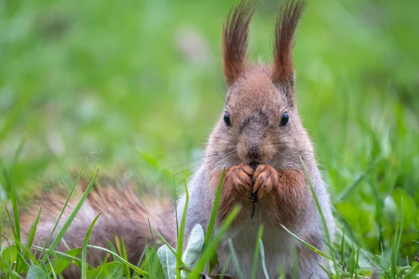 Close Portrait Squirrel Squirrel Eats Nut While Sitting Green Grass — Stock Photo, Image