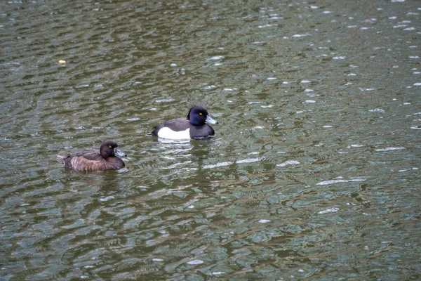 Männliche Und Weibliche Büschelente Aythya Fuligula Schwimmen Teich Die Büschelente — Stockfoto