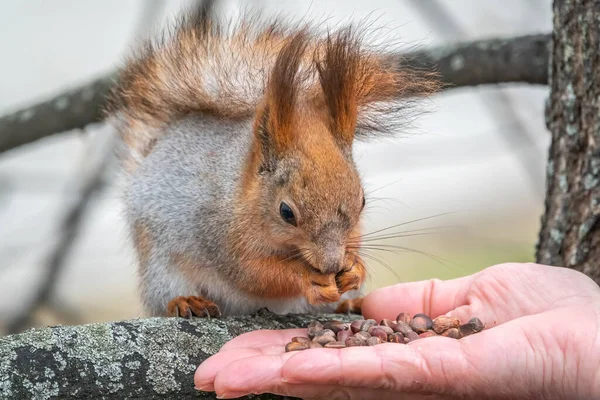 Ένας Σκίουρος Την Άνοιξη Φθινόπωρο Τρώει Καρύδια Από Ένα Ανθρώπινο — Φωτογραφία Αρχείου