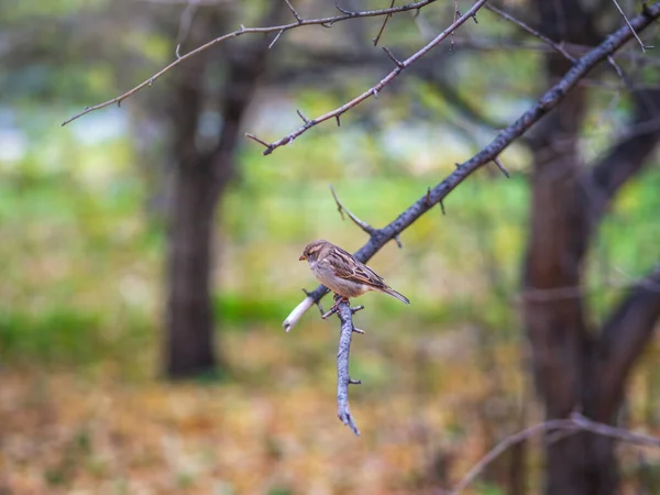 Sparv Sitter Gren Med Gul Höst Bakgrund Sparv Passer Domesticus — Stockfoto