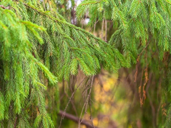 Háttér Zöld Lucfenyő Ágak Naplemente Fény Frissen Vágott Fenyőfa — Stock Fotó