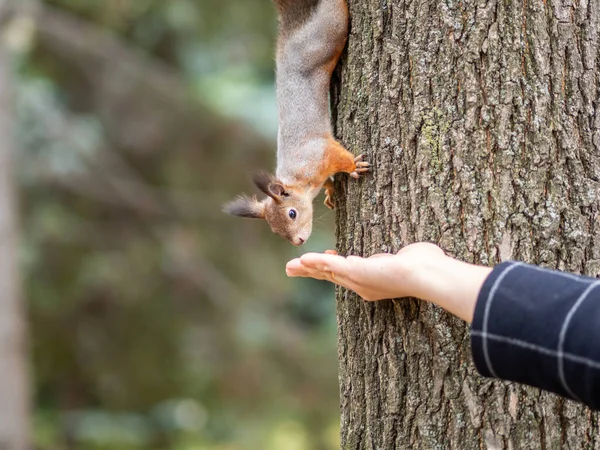 Mädchen Füttert Ein Eichhörnchen Einem Herbstpark Mit Nüssen Eichhörnchen Frisst — Stockfoto
