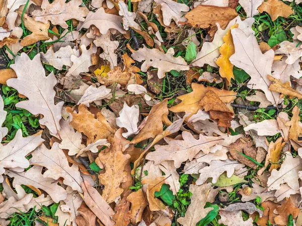 Orange Brown Yellow Fallen Oak Leaves Green Grass Autumn Horizontal — Stock Photo, Image