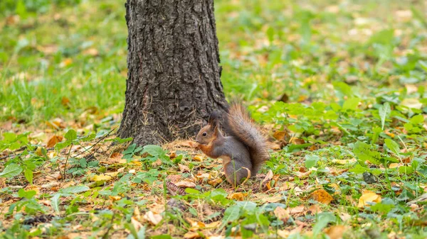 Esquilo Outono Grama Verde Com Folhas Amarelas Caídas — Fotografia de Stock