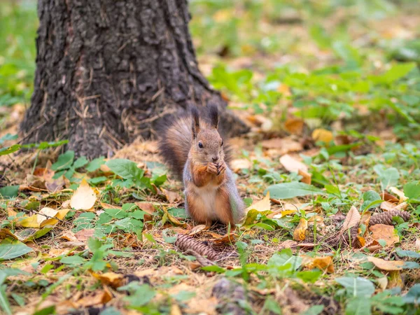 Écureuil Avec Noix Automne Sur Herbe Verte Aux Feuilles Jaunes — Photo