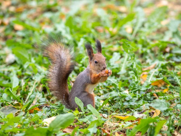 Écureuil Automne Sur Herbe Verte Aux Feuilles Jaunes Tombées — Photo