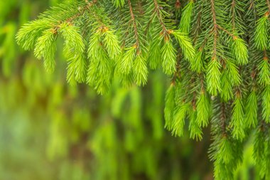 Baharda filizlenmiş fidan dalları. Baharda genç yeşil ladin filizleri. Yeşil arka planda ladin dalları. Bahar ormanlarında dalda yetişen köknar ağacı filizleri.