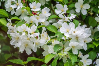 Beyaz çiçek açan elma ağaçları. Beyaz elma ağacı çiçekleri. Bahar mevsimi, bahar renkleri
