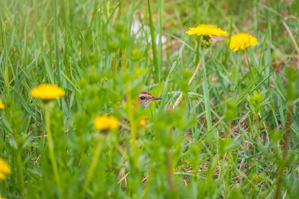 Kırmızı Kanat Turdus Iliacus Sarı Karahindiba Tarlasında Kuş Güzel Bir — Stok fotoğraf